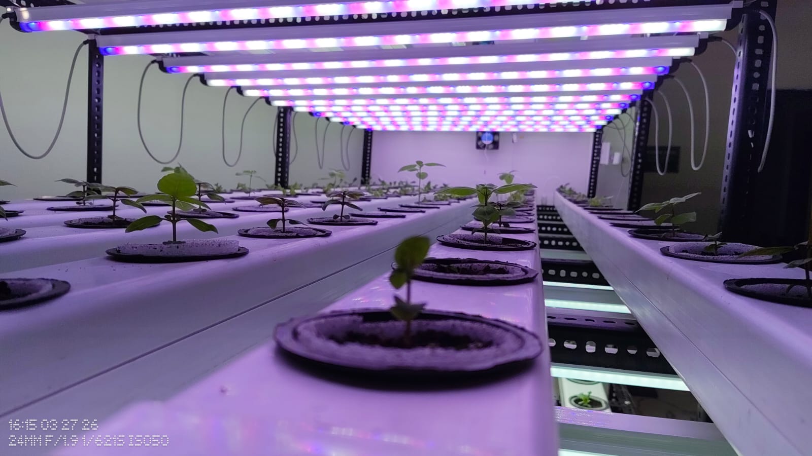 Hydroponics and indoor farming training